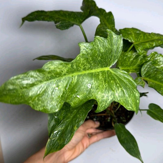 Philodendron Mottled Dragon Pot