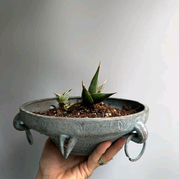 sansevieria pinguicula black Indoor Plants | Sansevieria Pinguicula – RUNOPLANTS