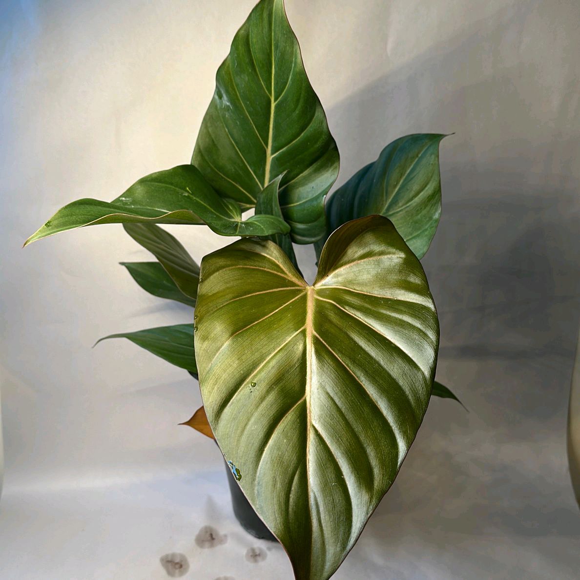 Philodendron Summer Glory 6"
