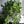Pothos Shangri La