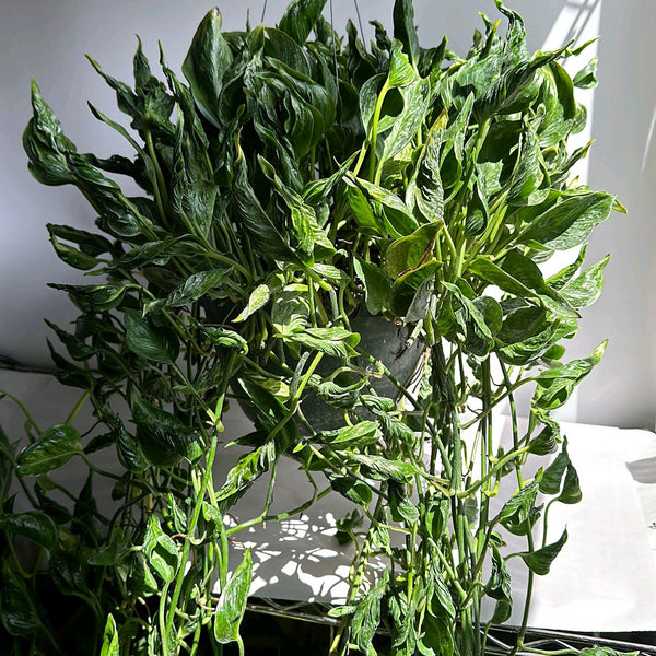Pothos Shangri La