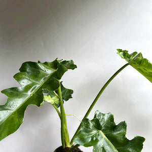 Variegated Philodendron 'Bob Cee'