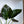 Alocasia Elephant Ear (Wentii)