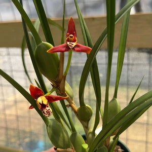 Coconut Orchid Maxillaria
