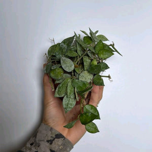 Hoya Krohniana 'Silver Splash'