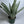 Sansevieria Sayuri