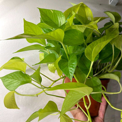 Pothos Neon 4"