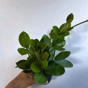 Hoya Australis Green