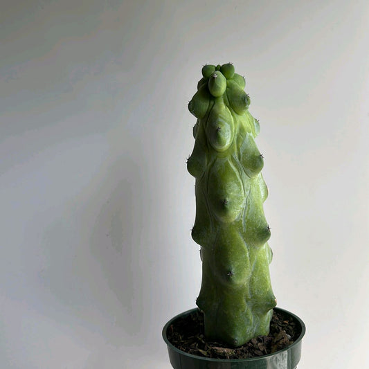 Boobie Cactus 4"