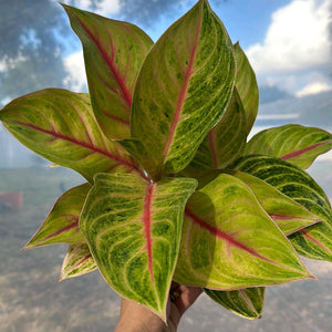 Aglaonema 'Golden Fluorite'