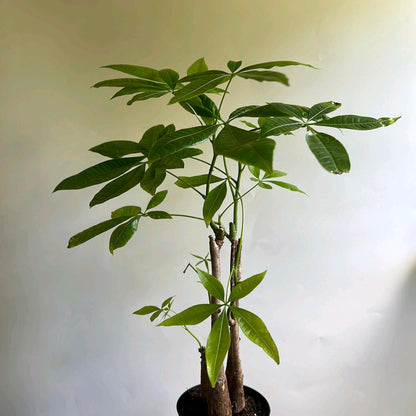 Money Tree Braid Plant 4"