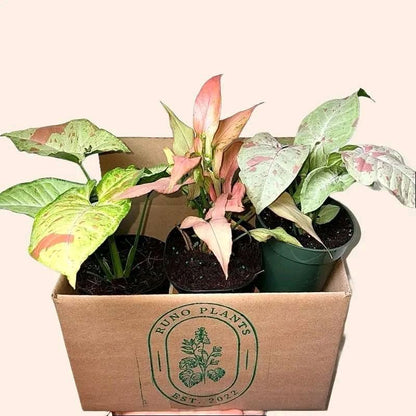 Syngonium Bundle Box - 3 Easy-to-Care-for Syngoniums in 4" Pots