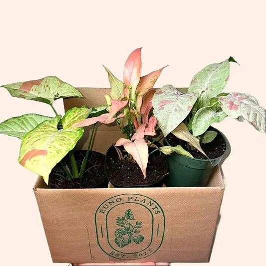 Syngonium Bundle Box - 3 Easy-to-Care-for Syngoniums in 4" Pots