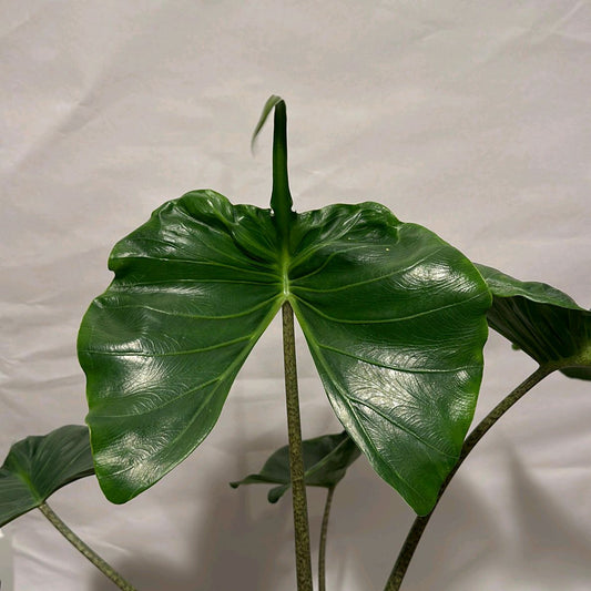 Xl Alocasia Stingray 6”