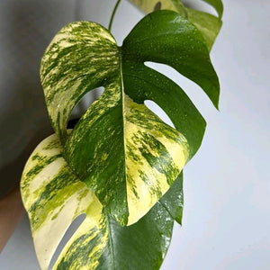 Variegated Monstera Aurea