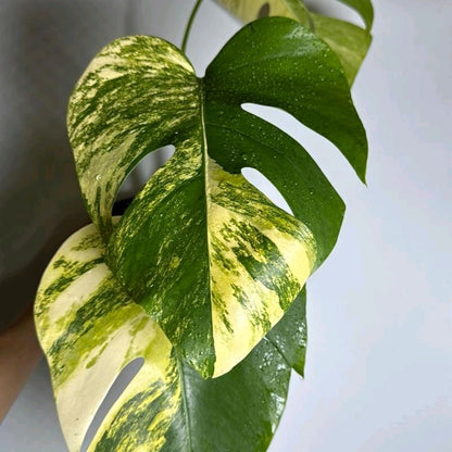 Rare Variegated Monstera Aurea Collectors Plant -