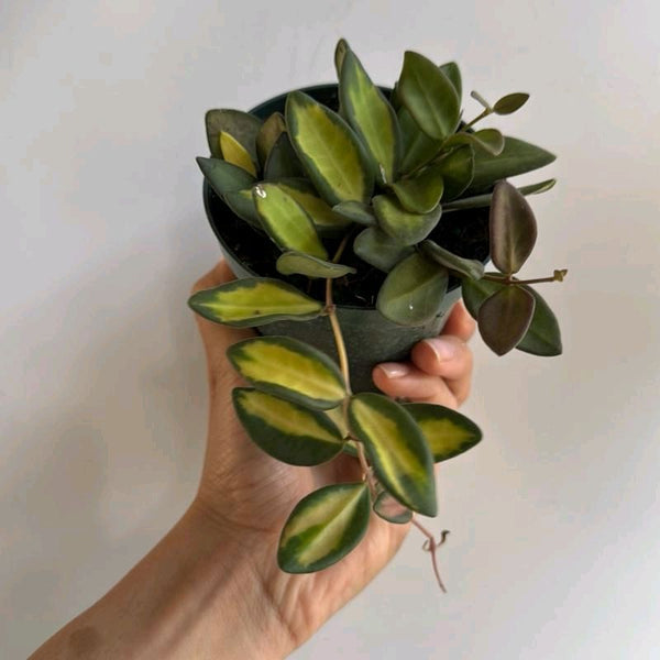 Variegated Hoya Burtoniae