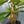 Philodendron Red Emerald