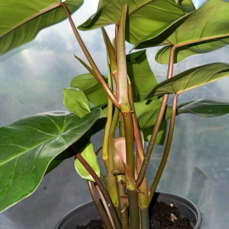 Philodendron Red emerald 6"