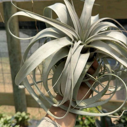 Tillandsia Xerographica Live Tropical Air Plant for Beginners