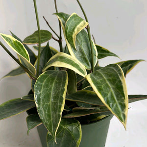Variegated Hoya Macrophylla Tricolor