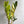 Variegated Zamioculcas ZZ
