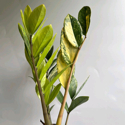 Variegated Zz Plant - Rare Indoor Decorative