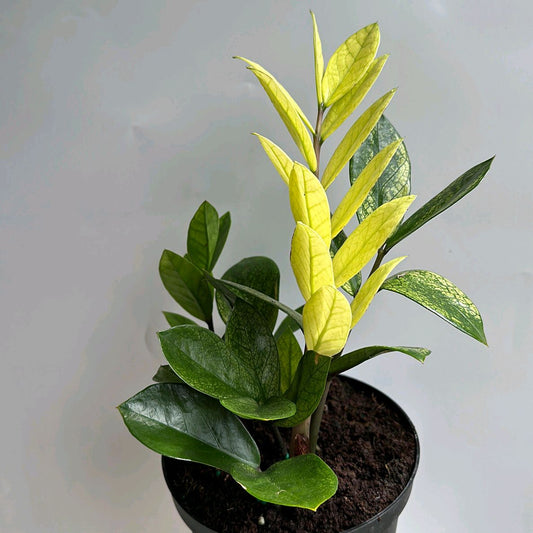 Variegated Chameleon ZZ Zamioculcas Plant 6"