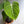 Philodendron Gloriosum