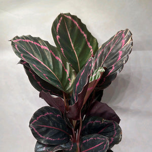 Calathea Dottie