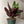 Calathea Lancifolia