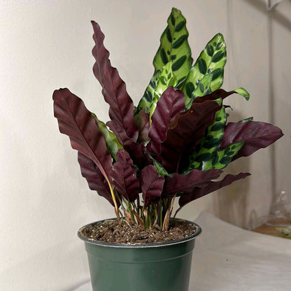 Calathea Lancifolia 6" pot Pet-Friendly
