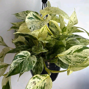Pothos Snow Queen