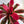 Neoregelia 'Serendipity'