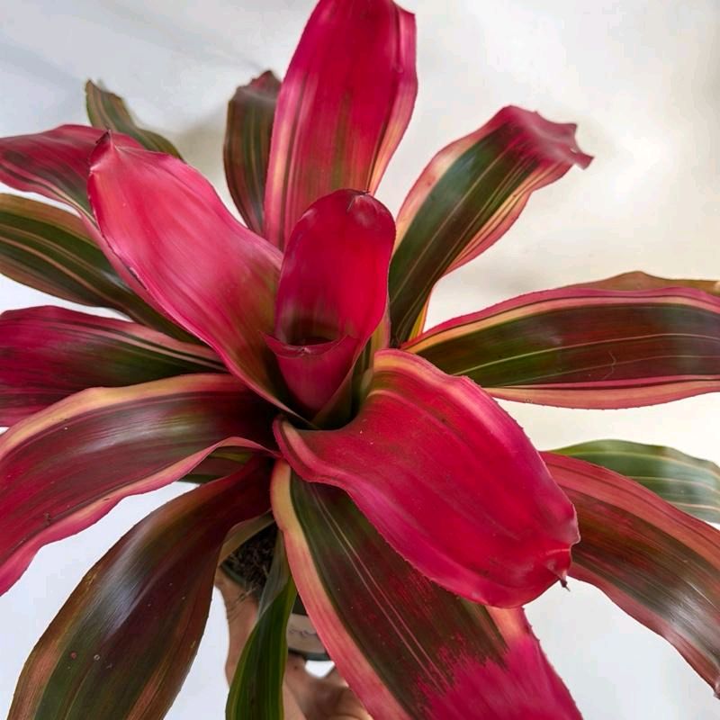 Neoregelia Serendipity 5"