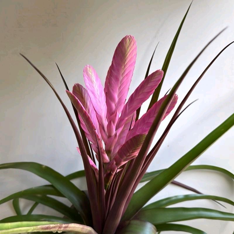Tillandsia Antonio Pink 6"