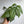 Monstera Amydrium Silver (Spiderman Monstera)