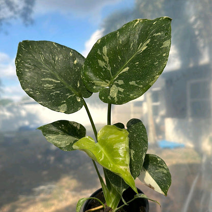 Monstera Thai constellation 4"