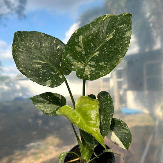 Monstera Thai constellation 4"