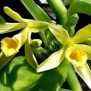 Outer Variegated Vanilla Orchid
