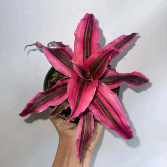 Cryptanthus Red Baron Earth Star Bromeliad Pink Tillandsia