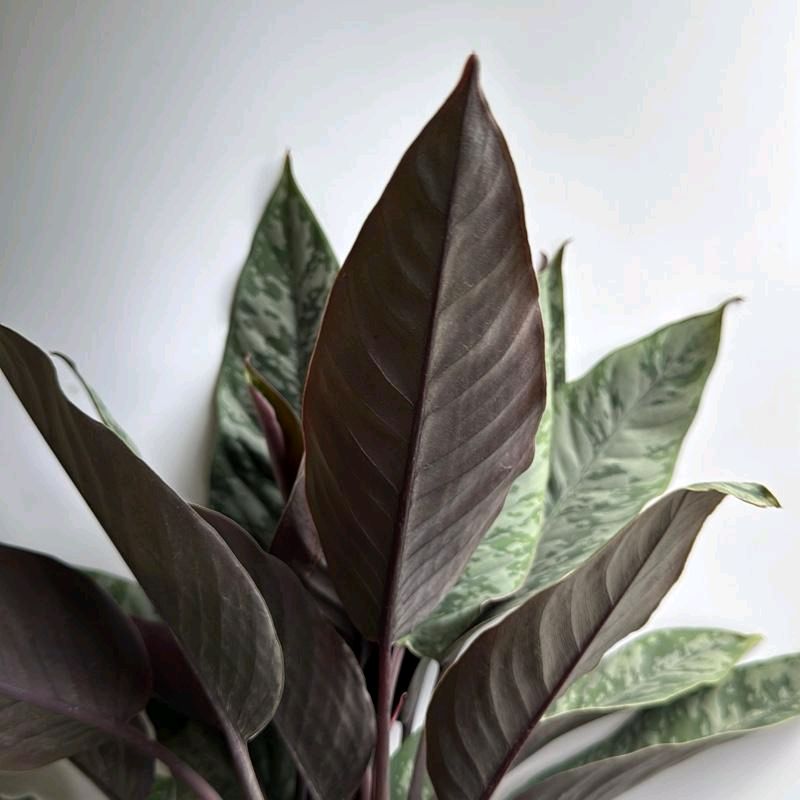 Homalomena Purple Sword 6"