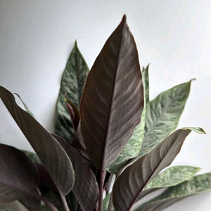 Homalomena Purple Sword