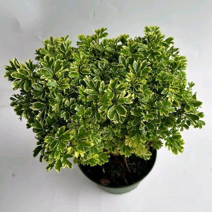 Aralia Ming Gold Tree Plant 6"