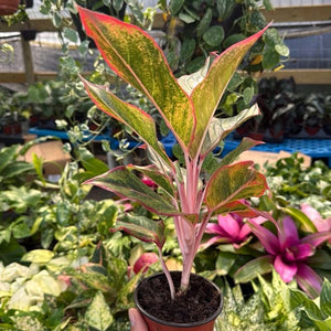 Aglaonema 'Siam Aurora'