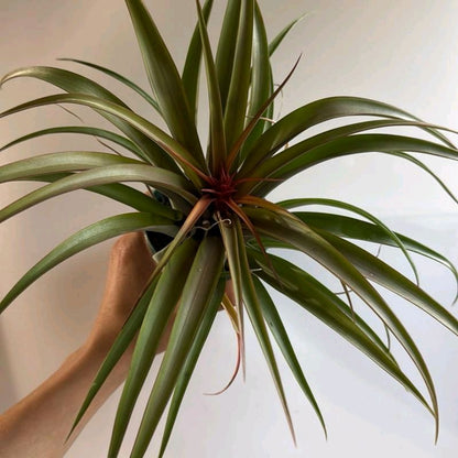 Tillandsia hermosa  Live Tropical Air Plant for Beginners
