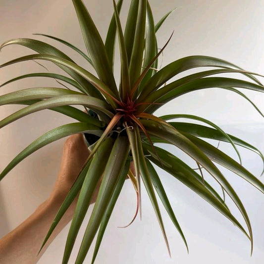 Tillandsia hermosa  Live Tropical Air Plant for Beginners