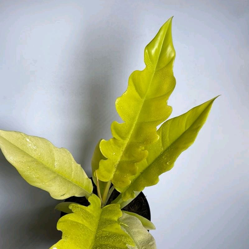 Philodendron Golden Cocodrile 6"