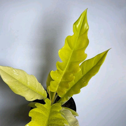 Philodendron Golden Cocodrile 6"