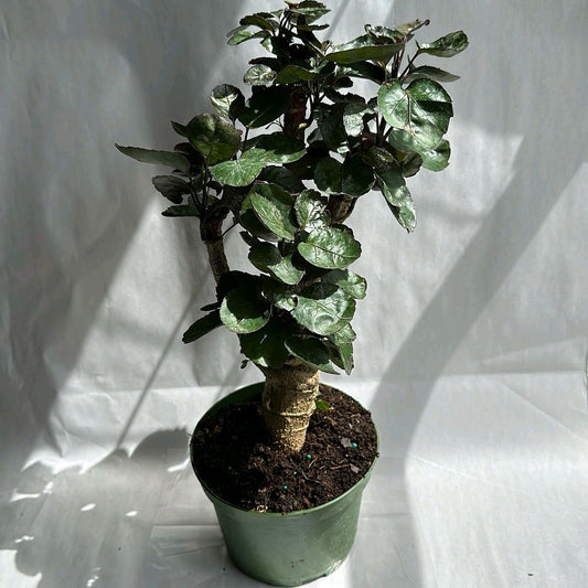 Aralia Fabian 6" Tree